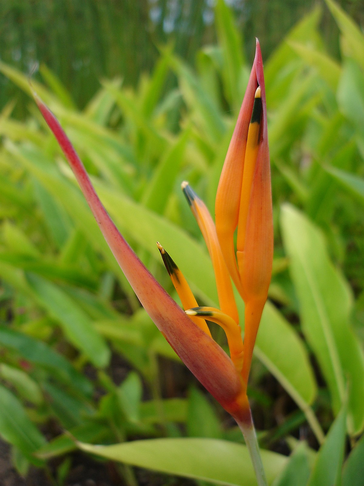 Heliconia