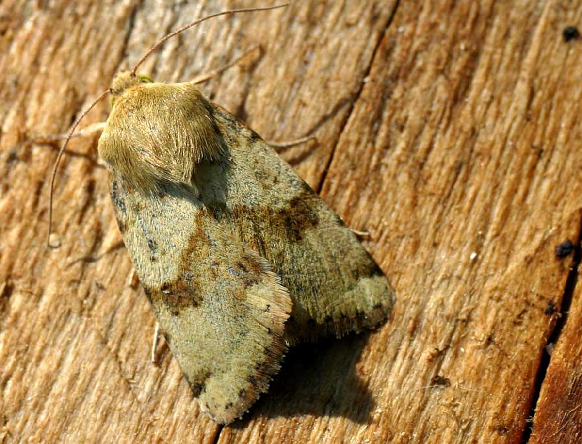 Heliothis