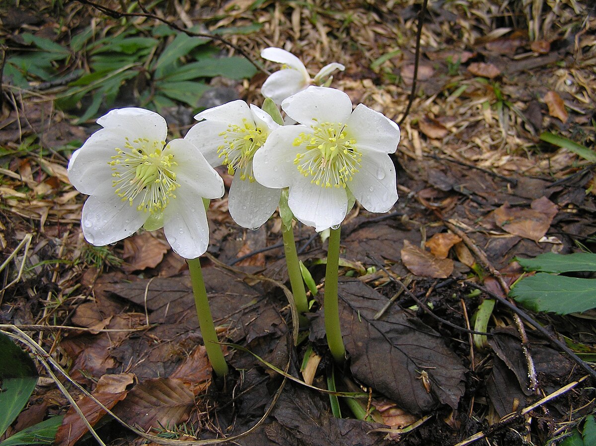 Helleborus niger2.JPG
