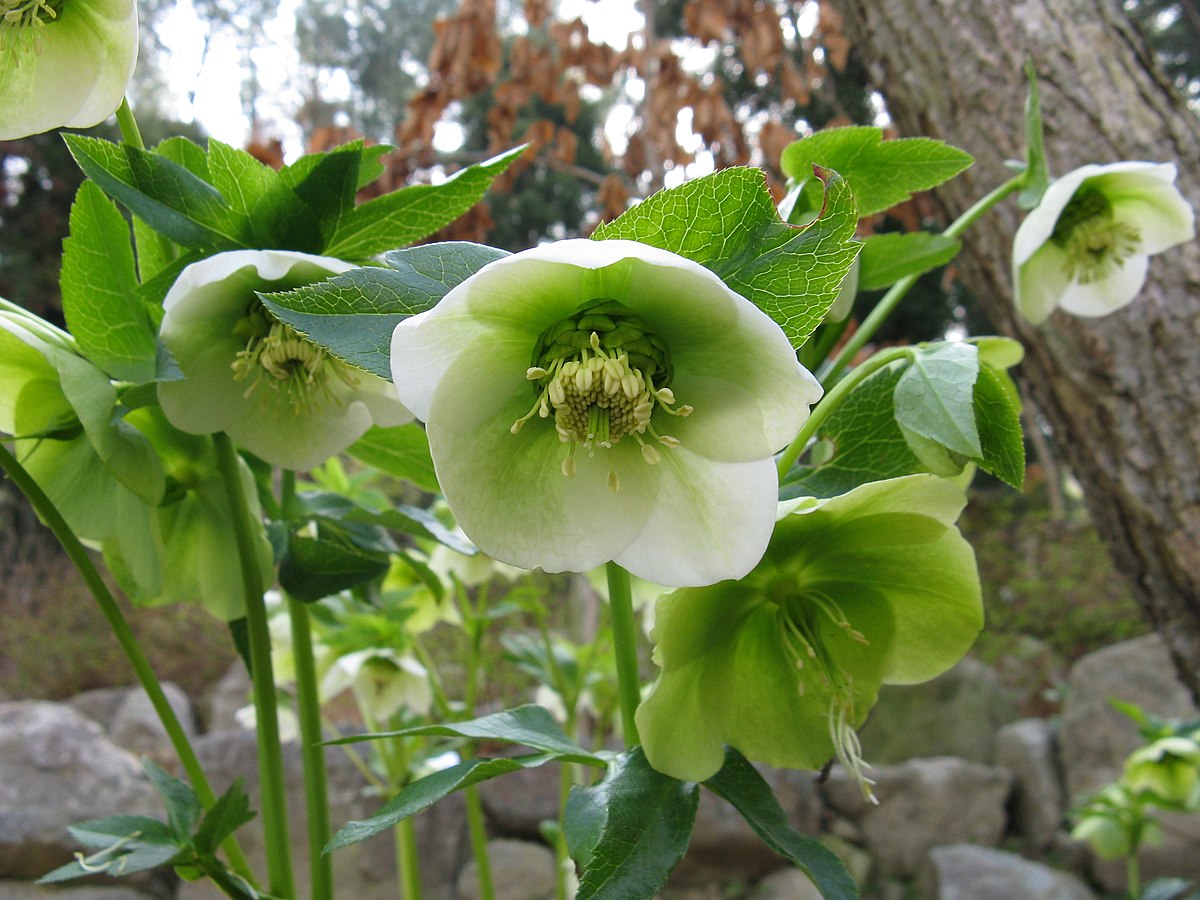 Rose de carême