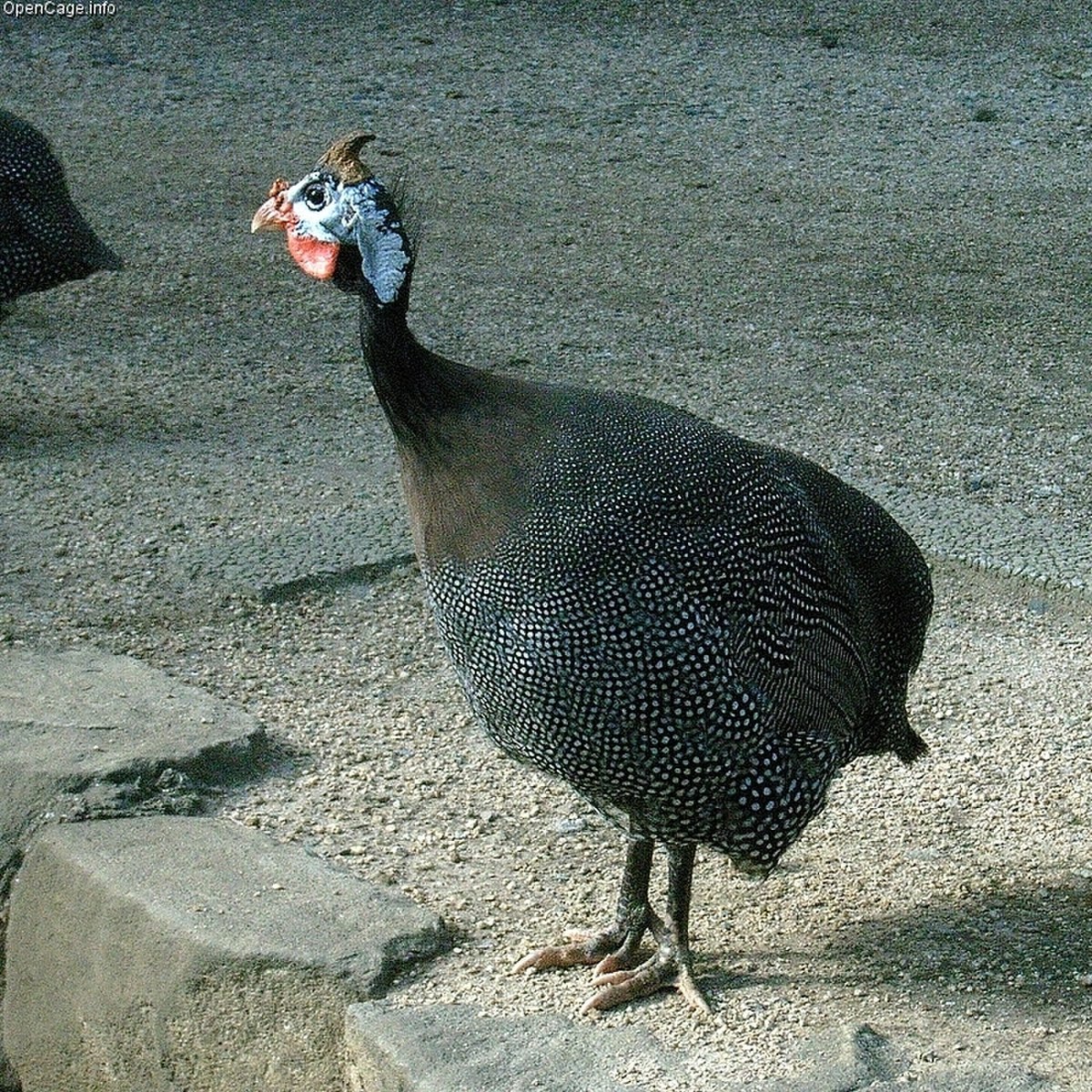 Numida meleagris (oiseau domestique)