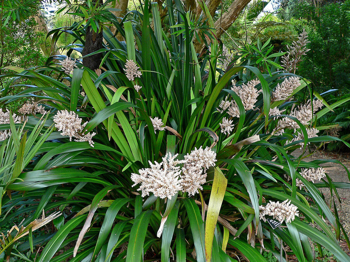Philydraceae