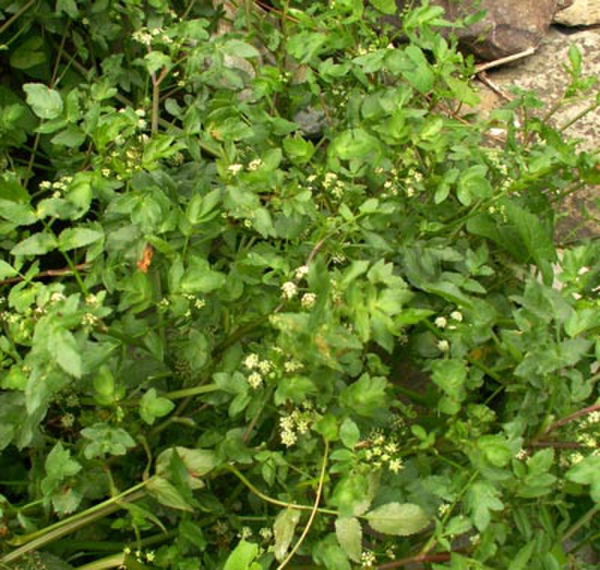 Apium nodiflorum
