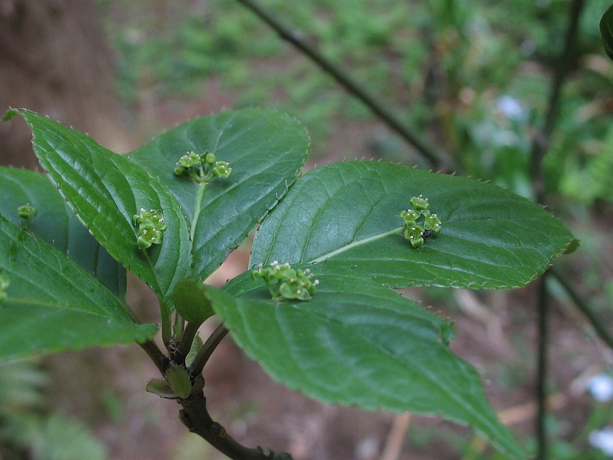 Helwingiaceae