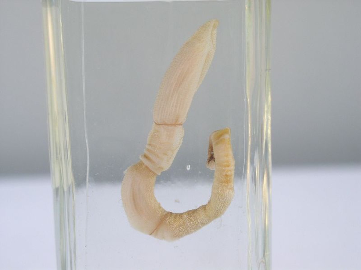 Hemichordata (classification phylogénétique)