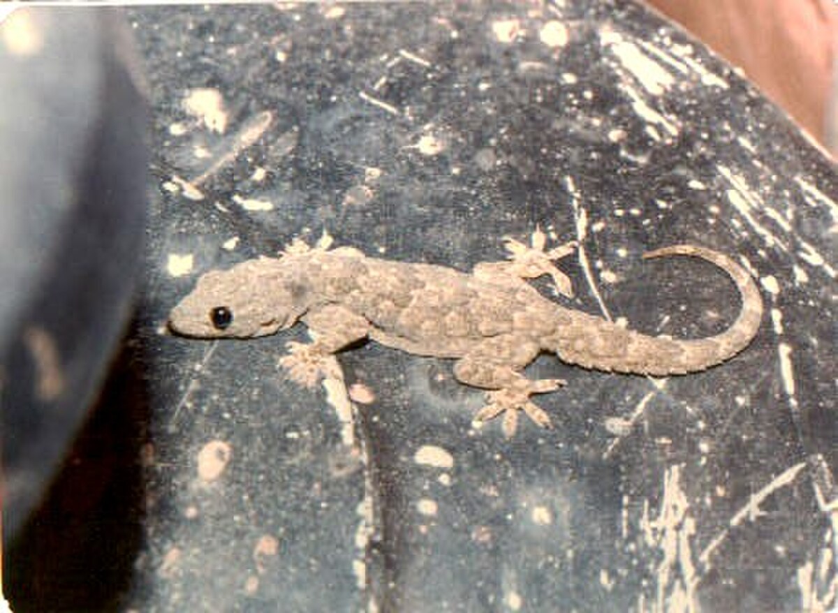 Hemidactylus flaviviridis