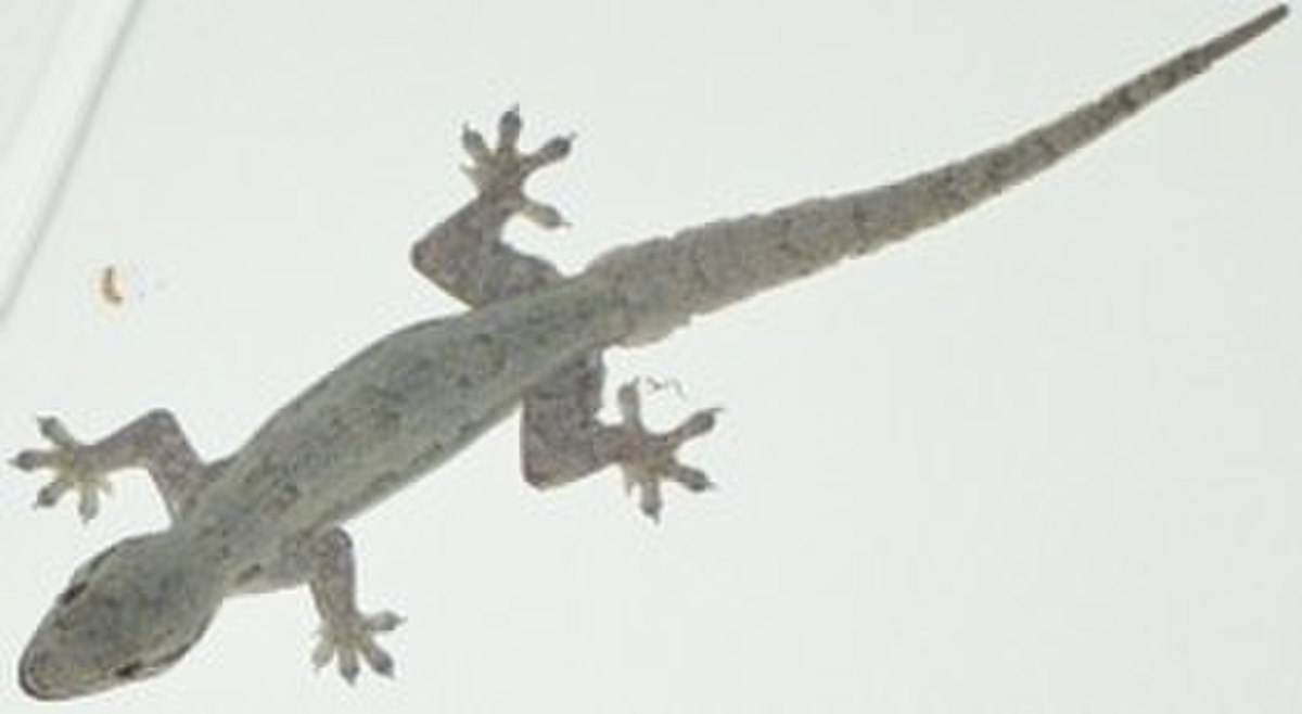 Hemidactylus frenatus