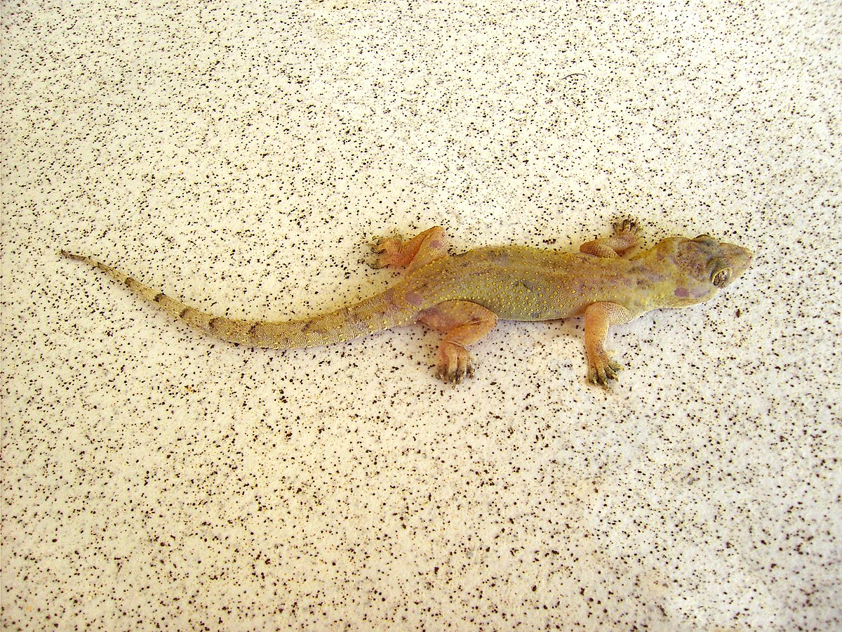 Hemidactylus mabouia