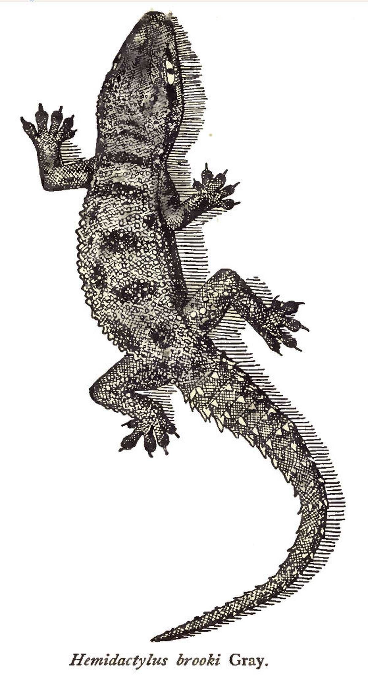 Hemidactylus brookii