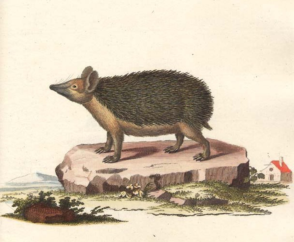 Hemiechinus
