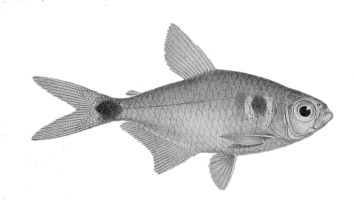 Hemigrammus ocellifer