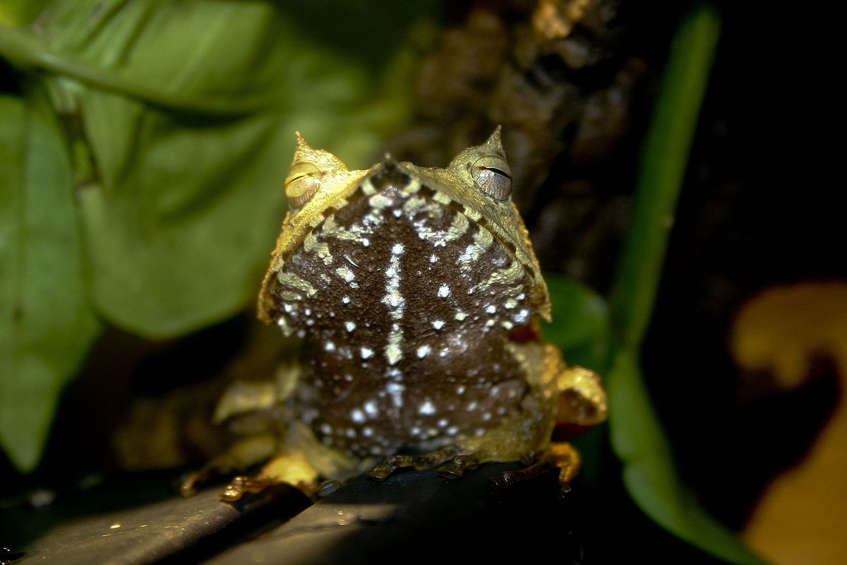 Hemiphractus