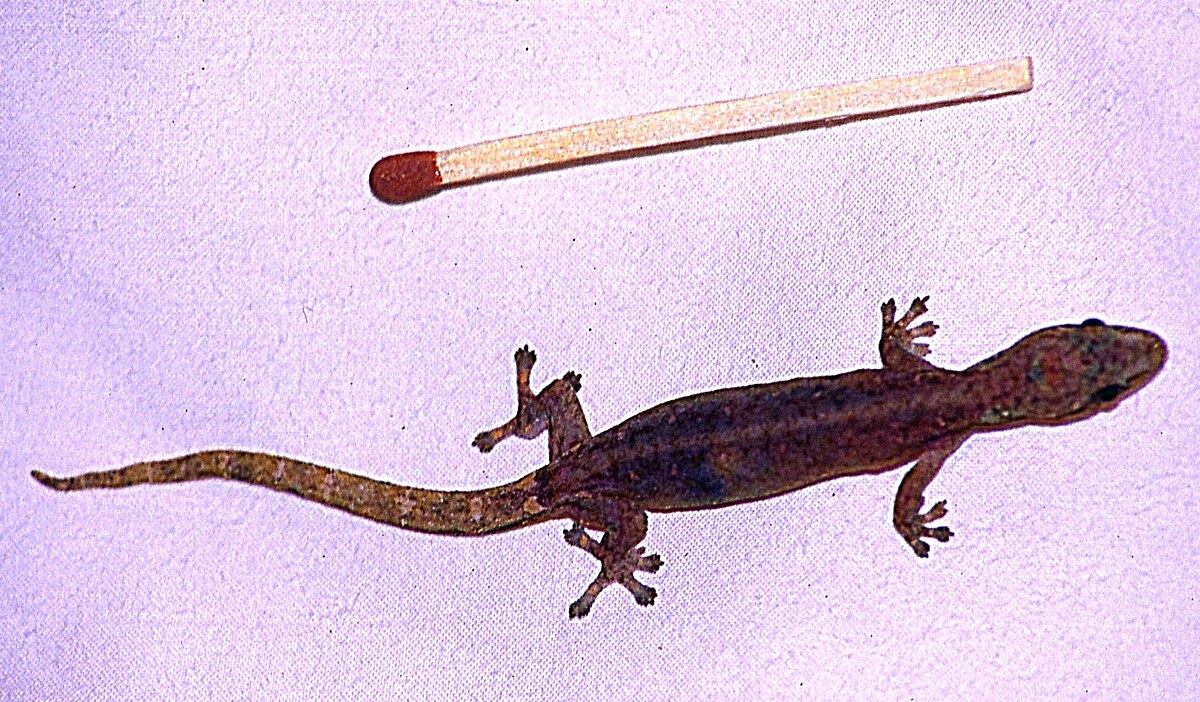 Hemiphyllodactylus typus