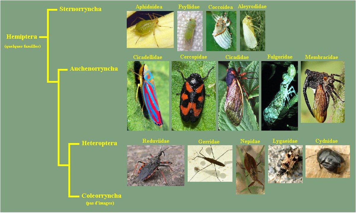 Hemiptera (classification phylogénétique)