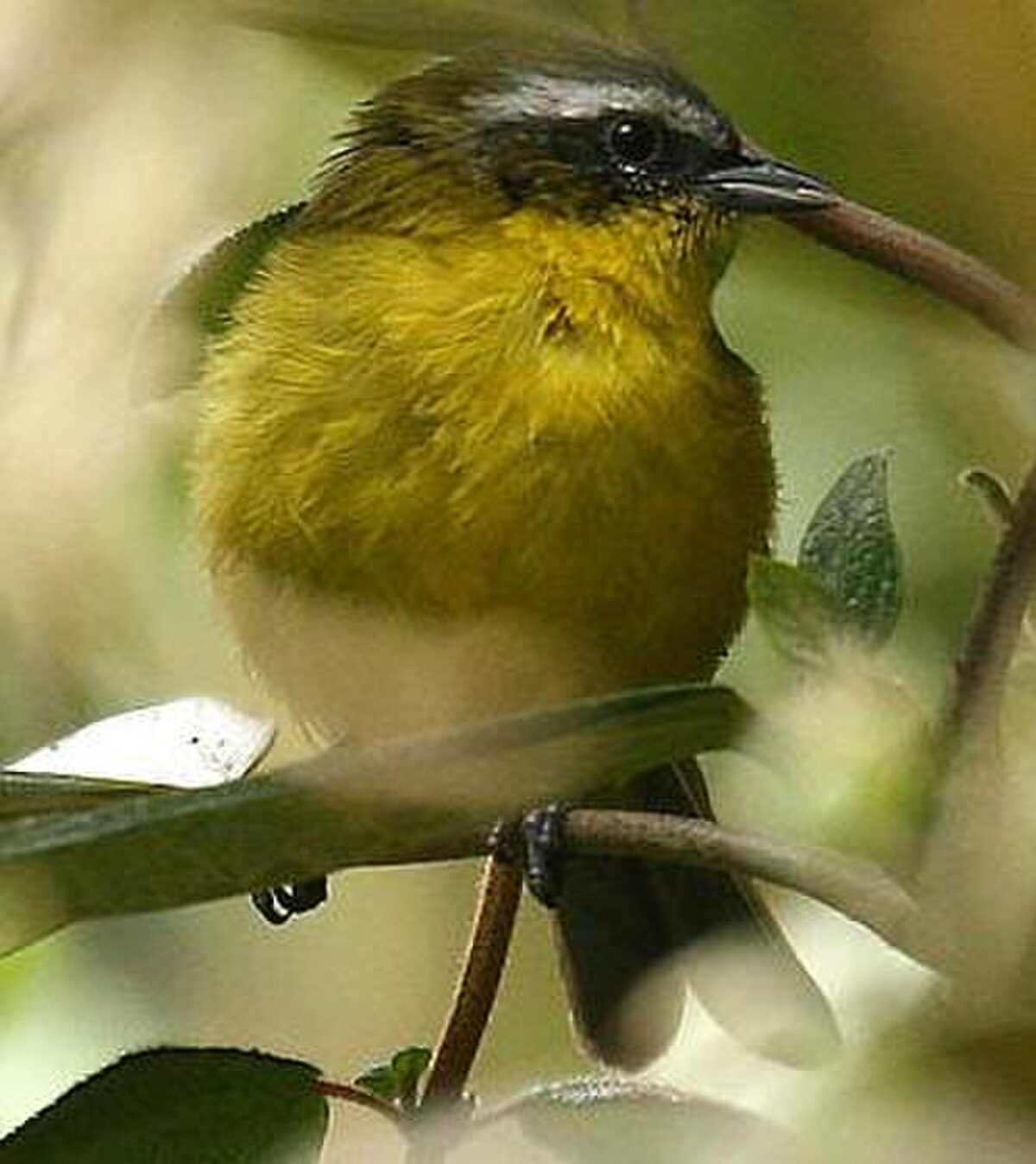 Tangara bridé