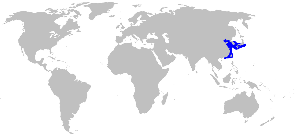 Hemitriakis japanica