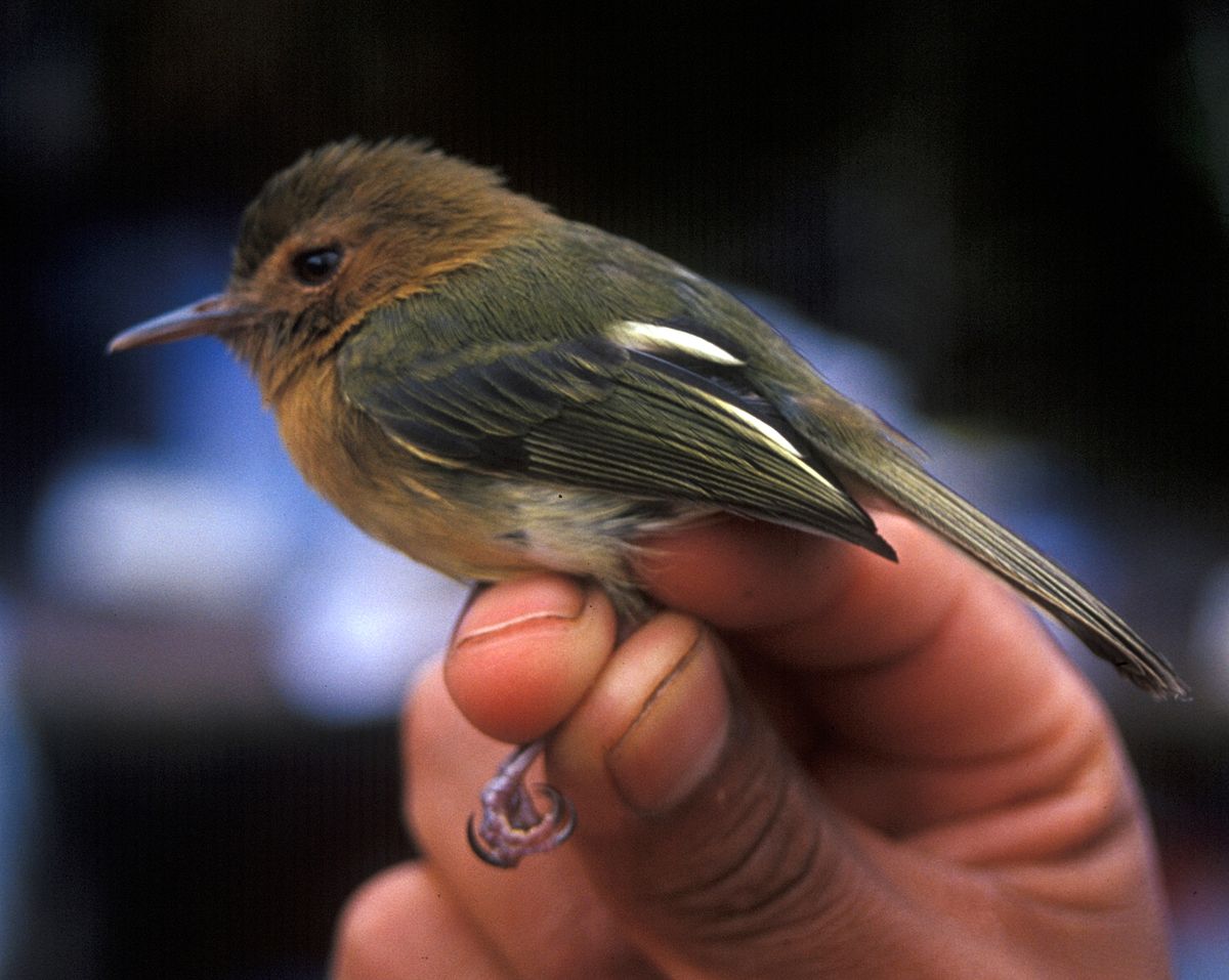 Hemitriccus