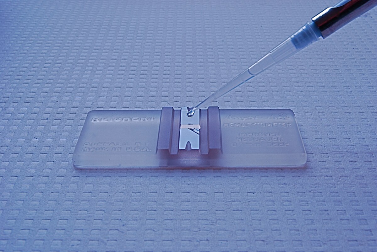 Leucospermie
