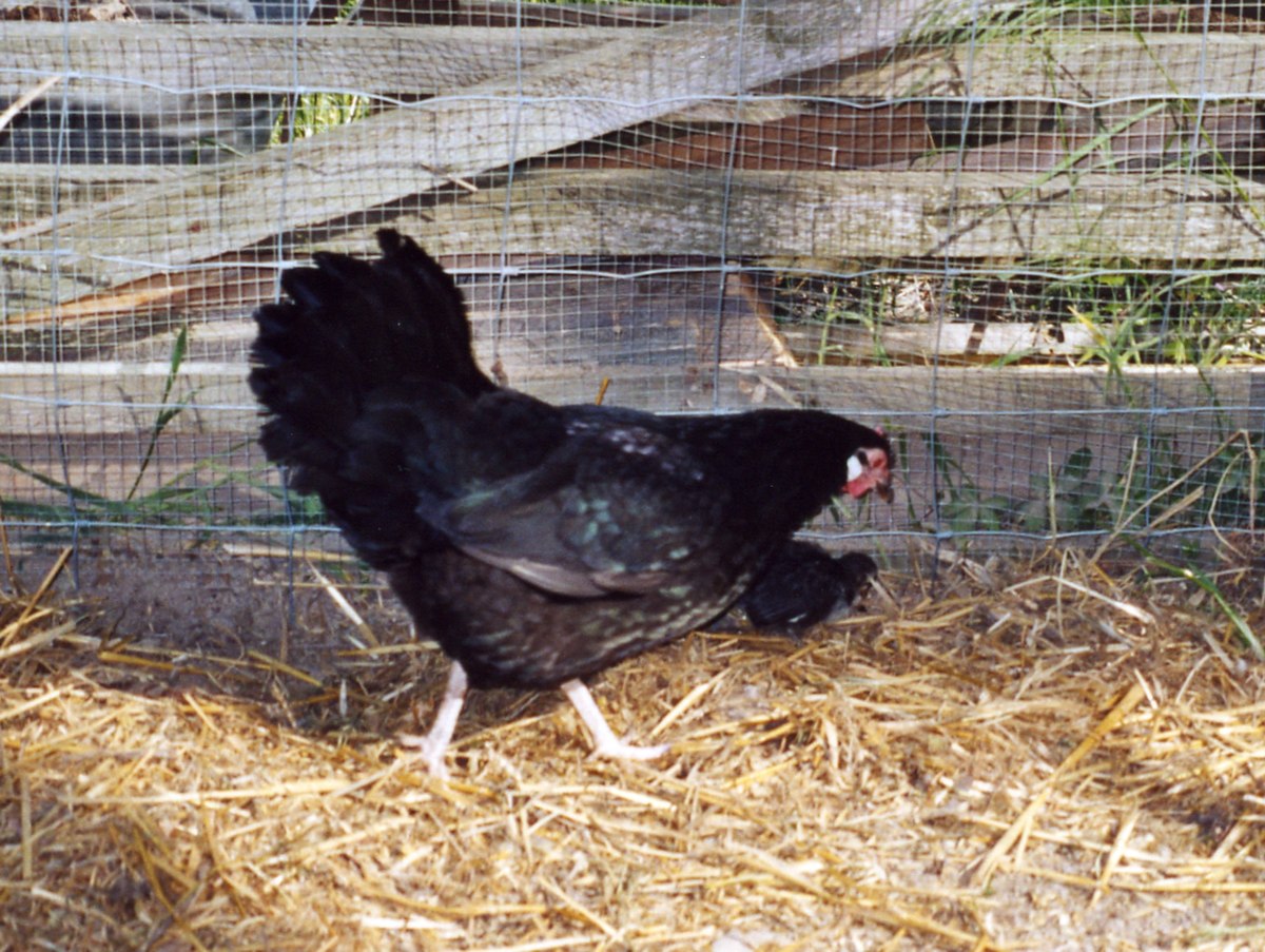 Liste des races de poules européennes