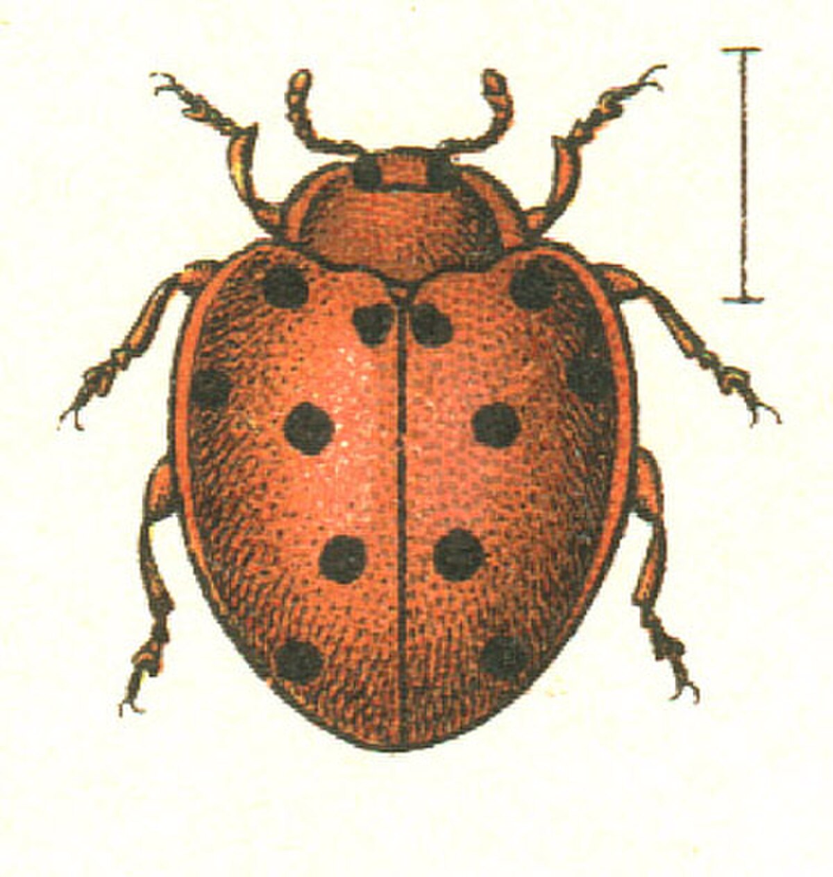 Henosepilachna argus