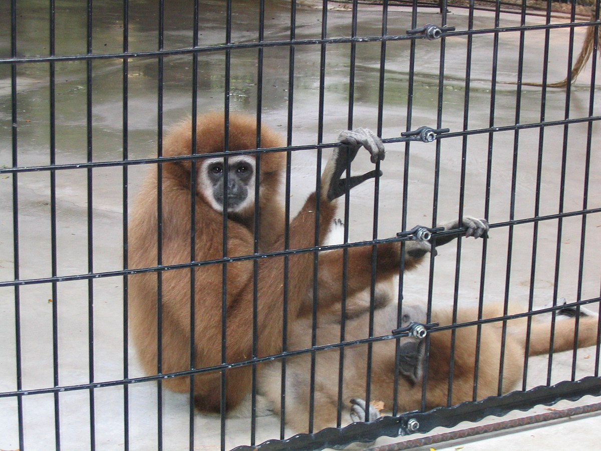 Gibbon à mains blanches