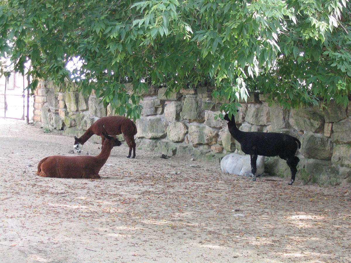 Henry Vilas Zoo IMG 2399.jpg