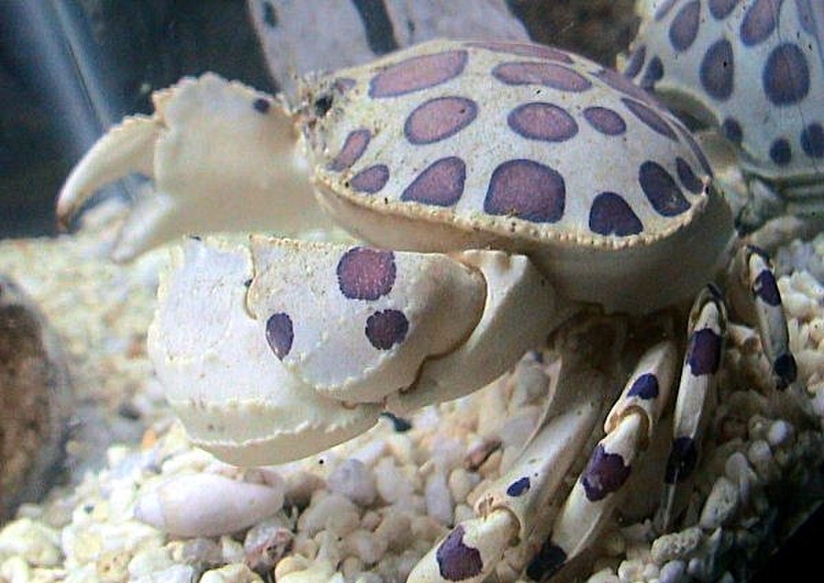 Aethridae
