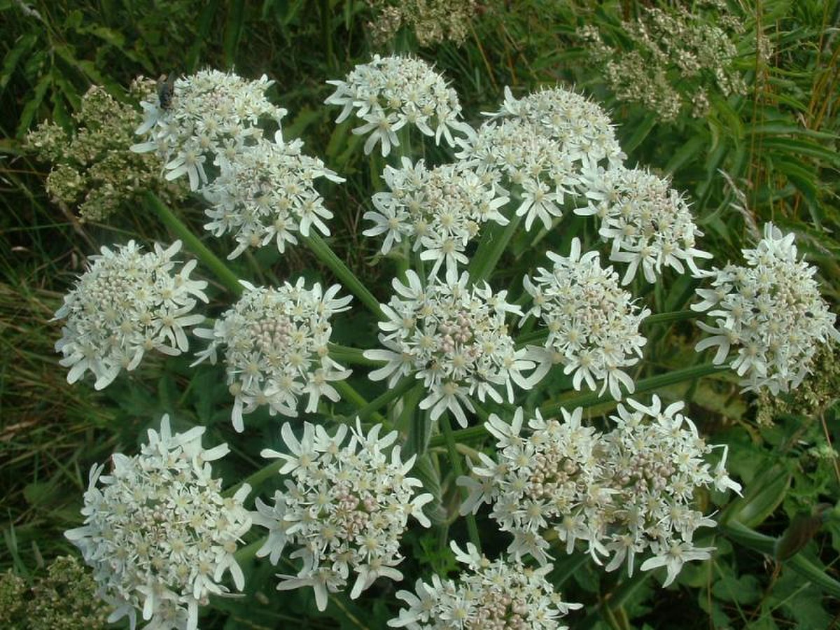 Inflorescence de Berce commune