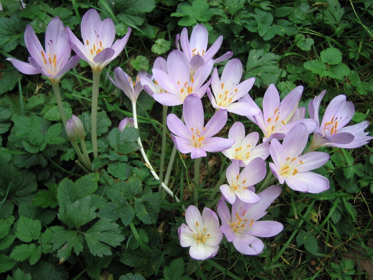 Colchicaceae