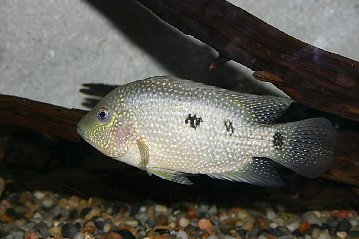 Herichthys