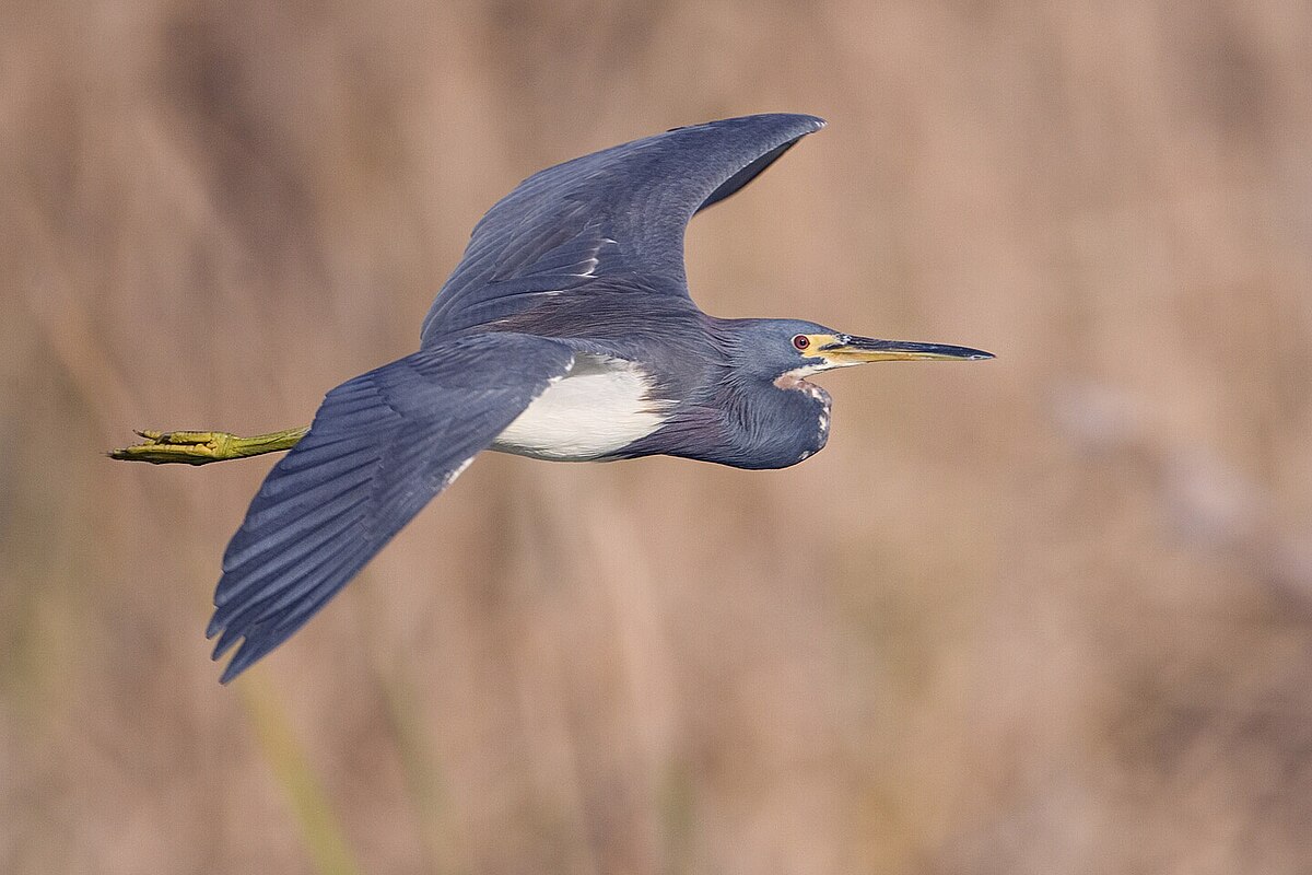 Aigrette tricolore
