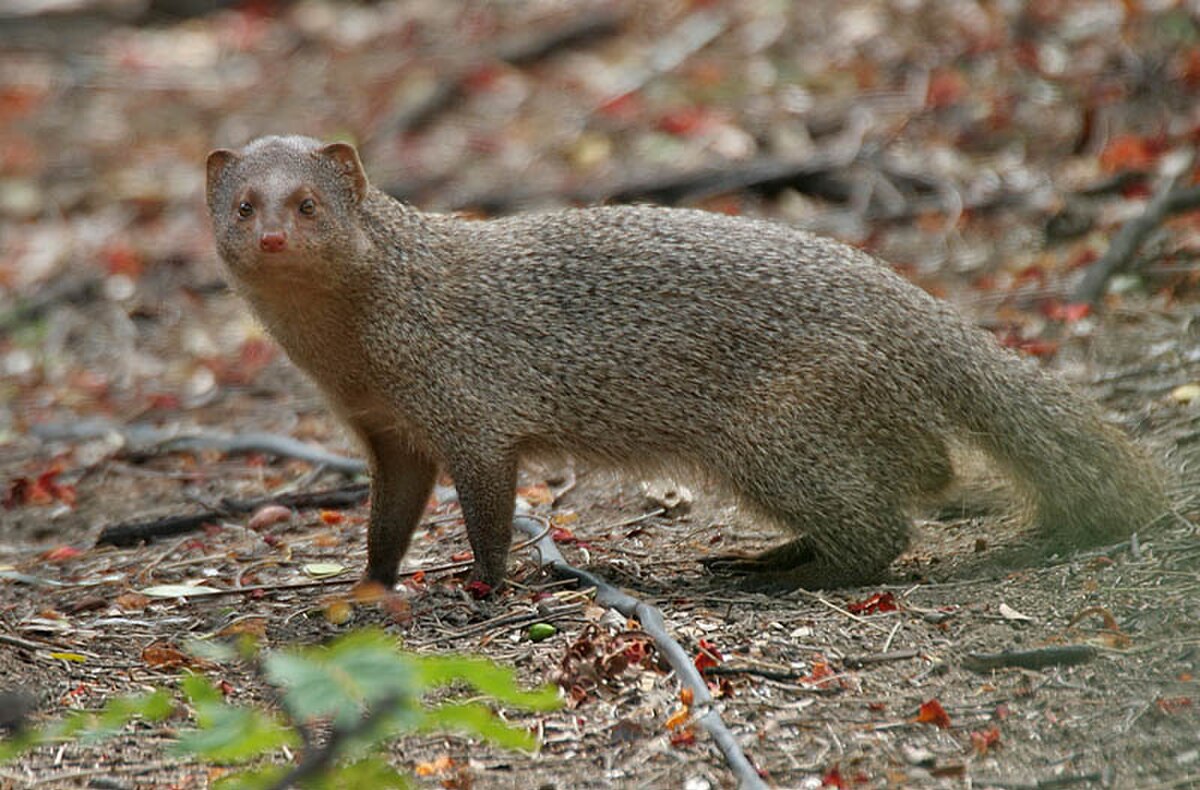 Herpestes edwardsii