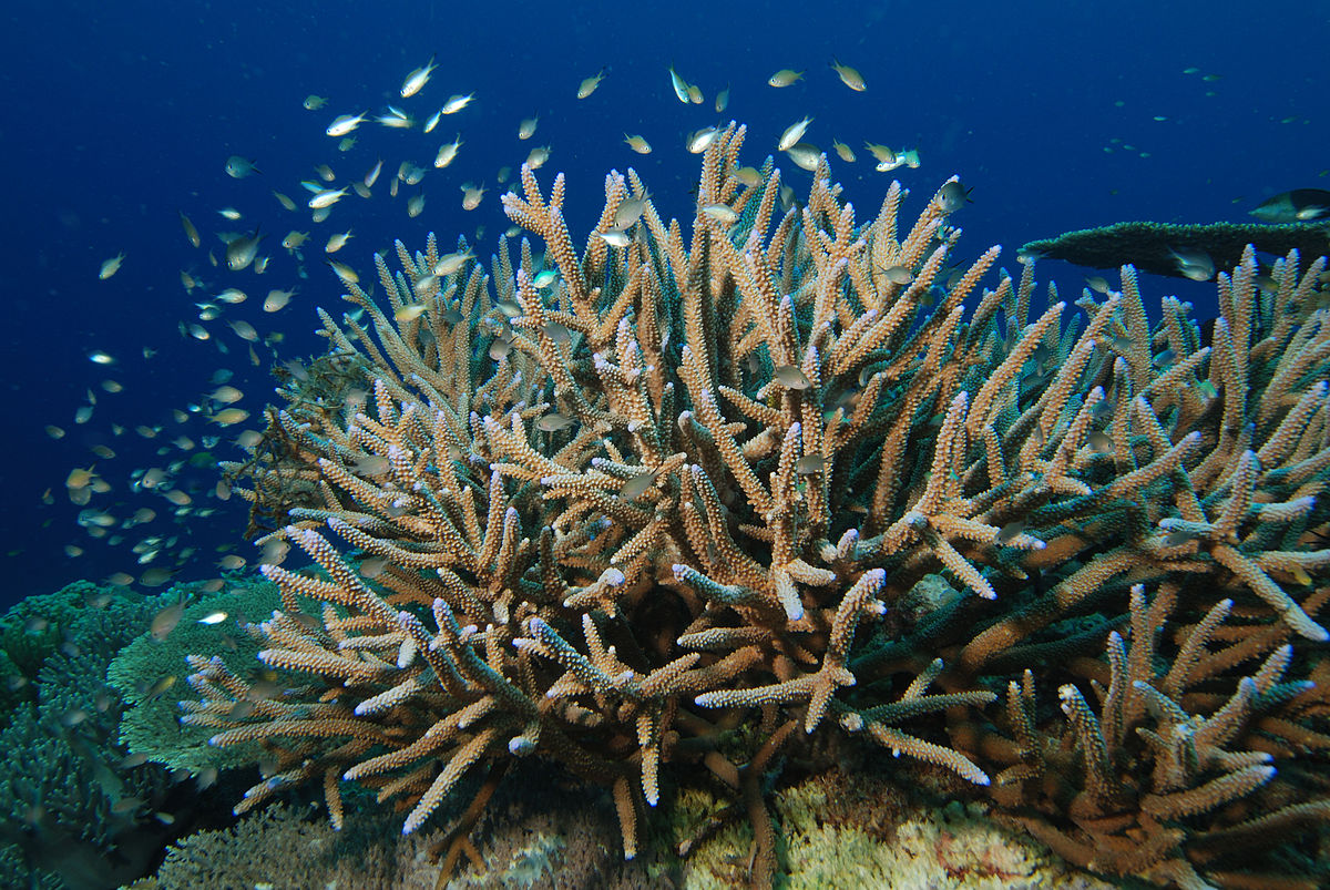 Scleractinia