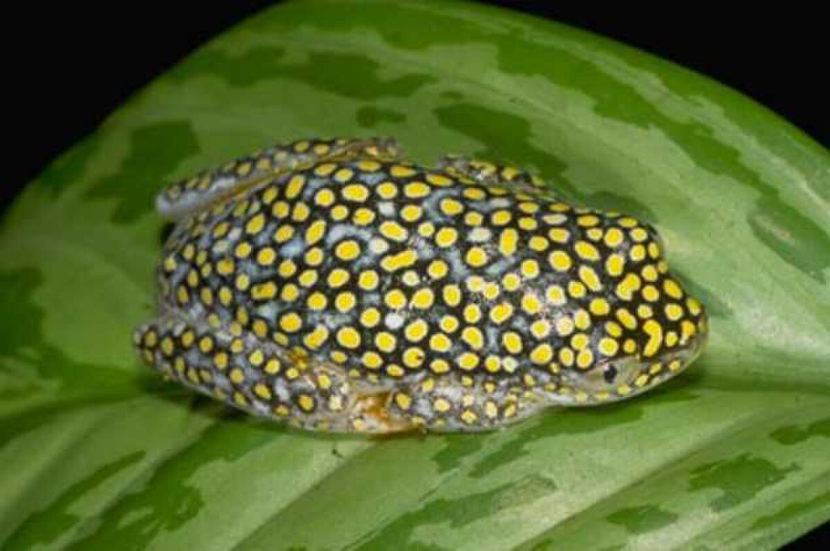 Heterixalus alboguttatus01.jpg