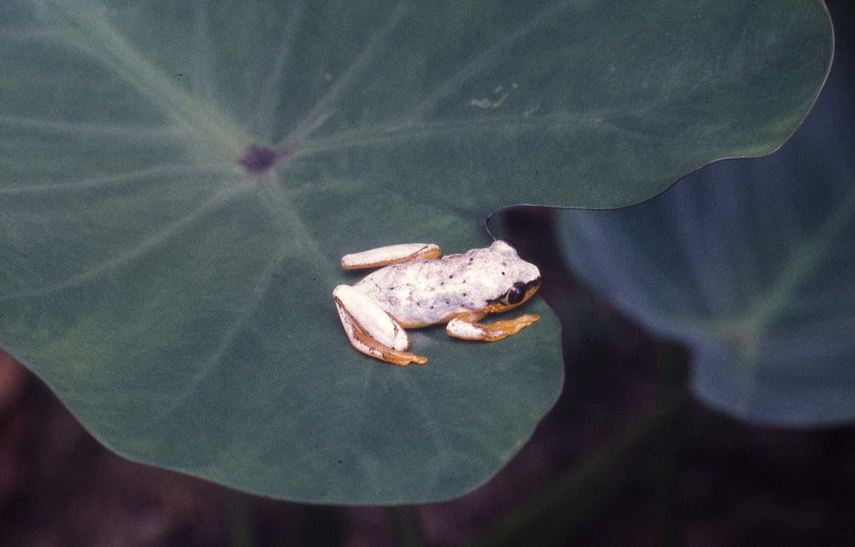 Heterixalus punctatus Andapa.jpg