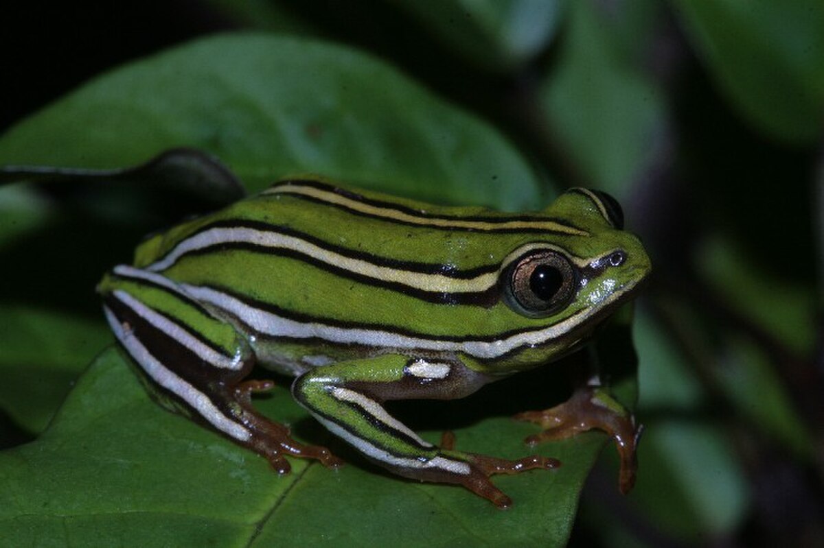 Heterixalus rutenbergi01.jpg