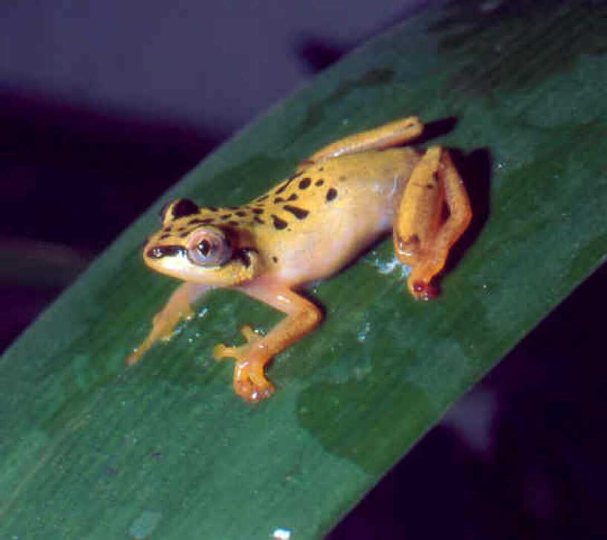 Heterixalus