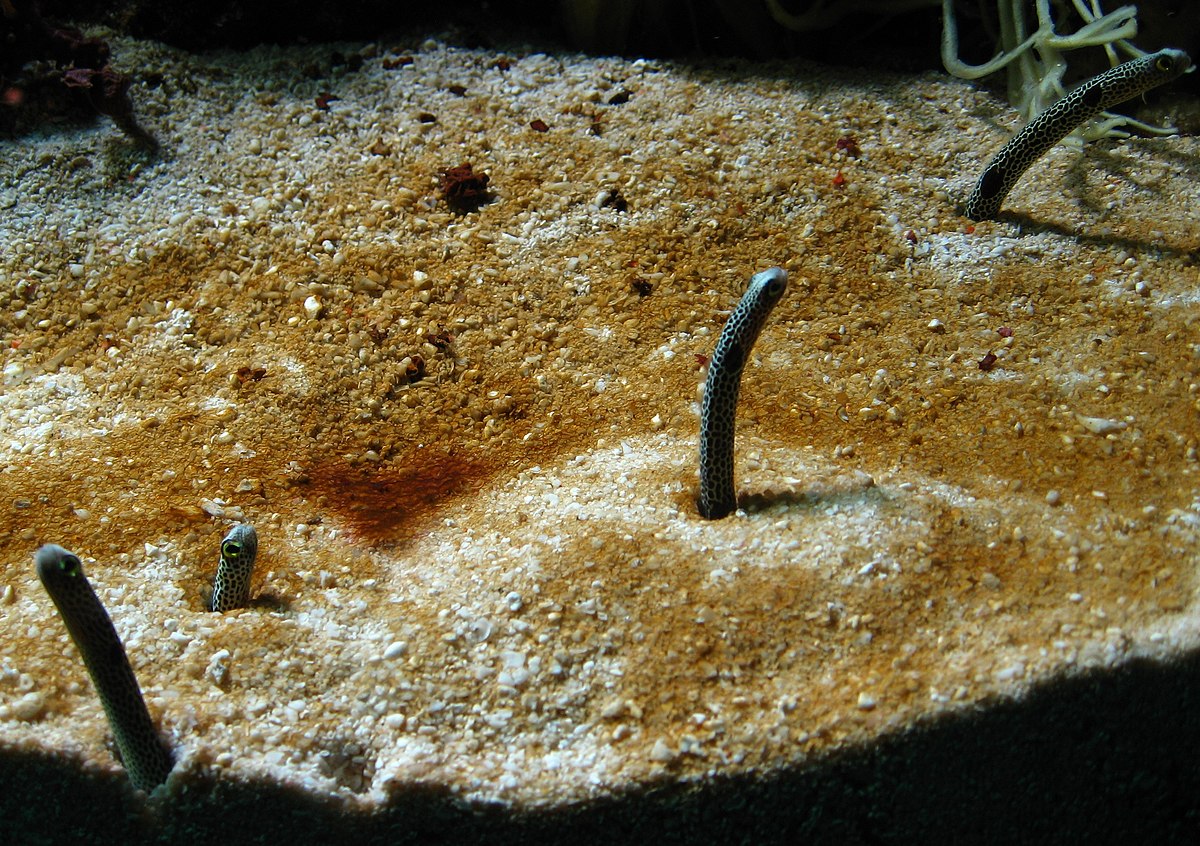 Heteroconger hassi01.jpg