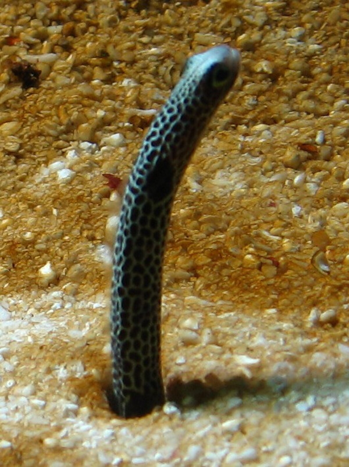 Heteroconger