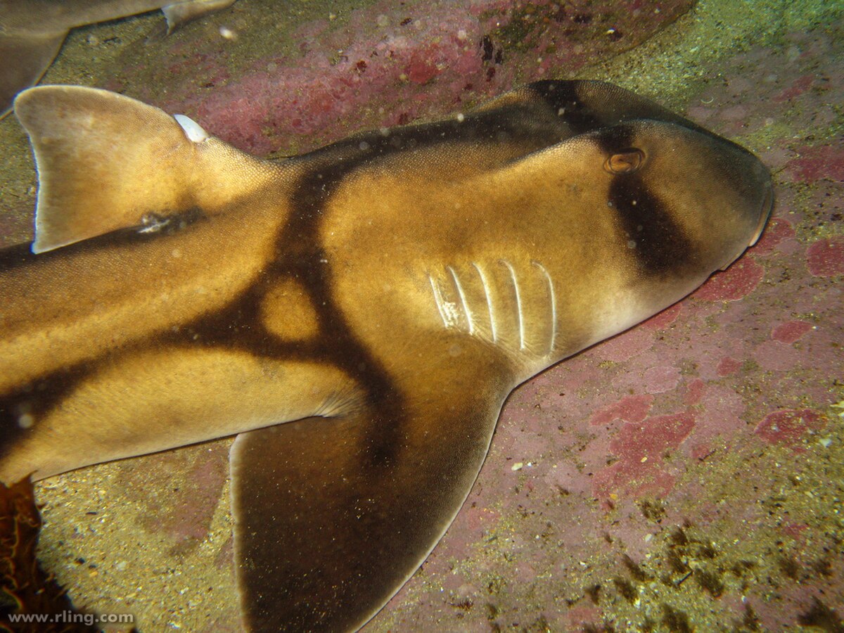 Heterodontus portusjacksoni