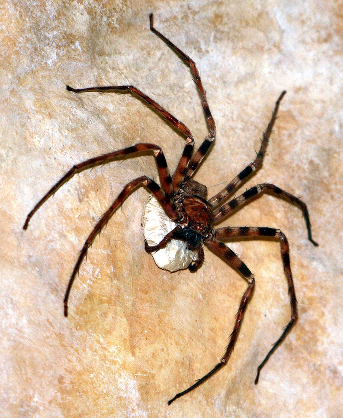 Heteropoda maxima