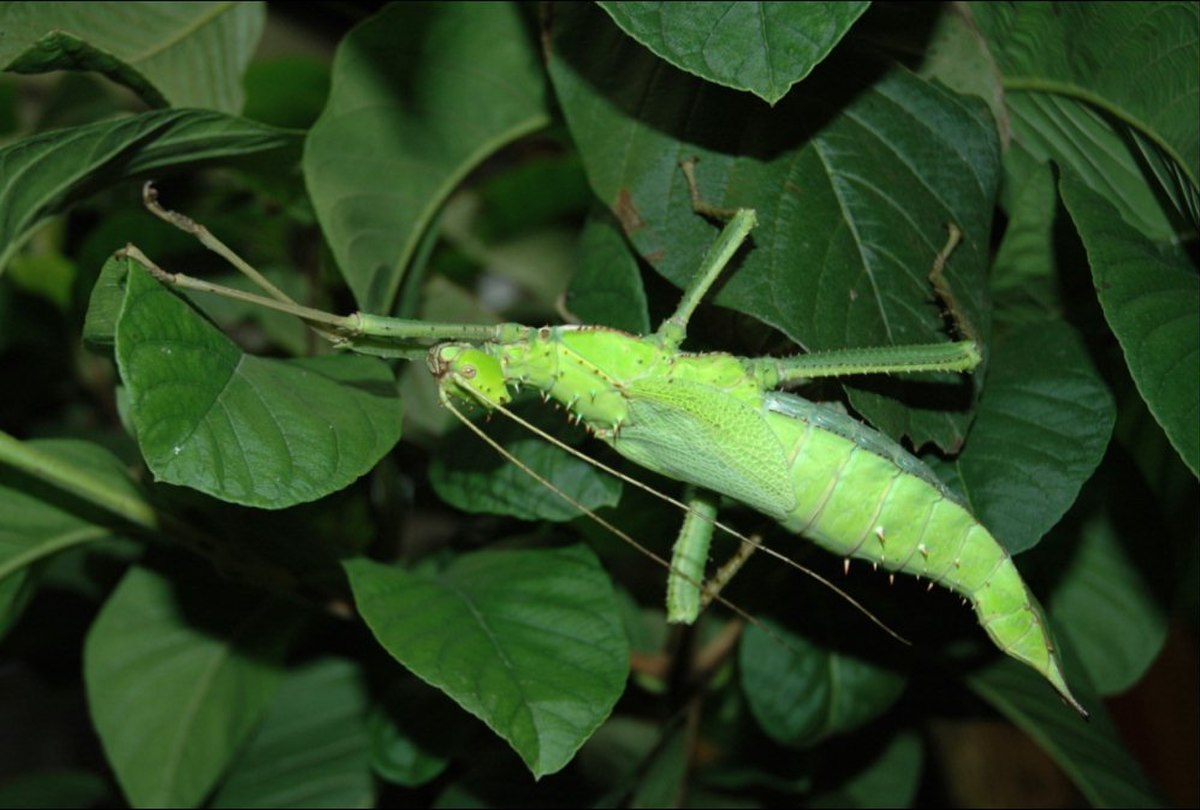 Heteropteryx dilatata