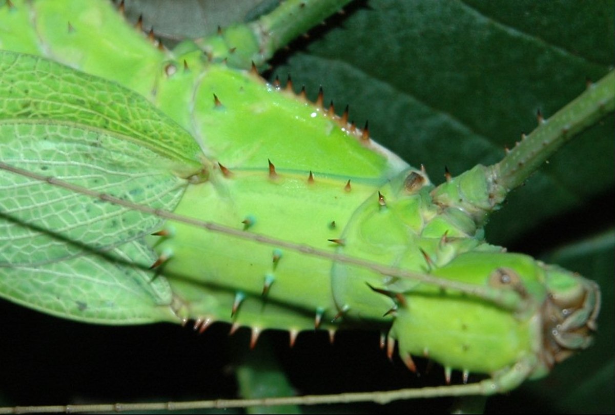épines du thorax chez la femelle d'H.