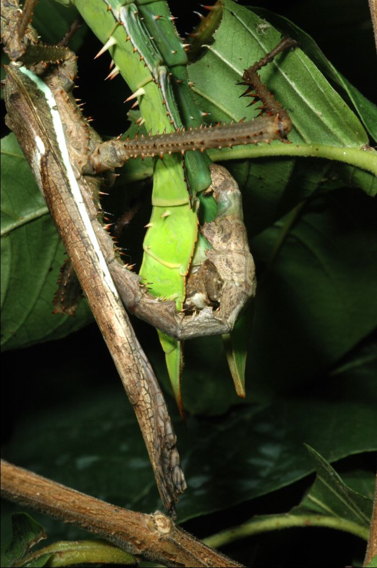 accouplement