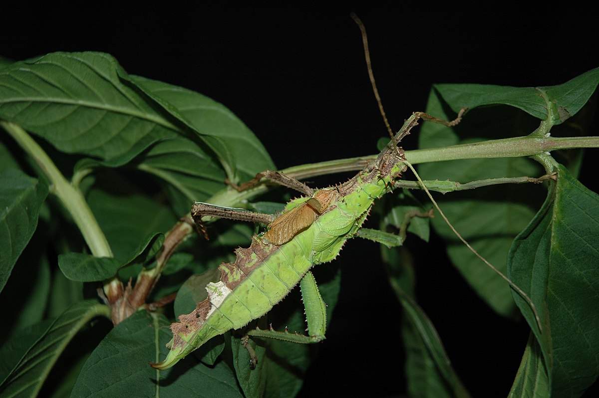 gynandromorphe d'H.