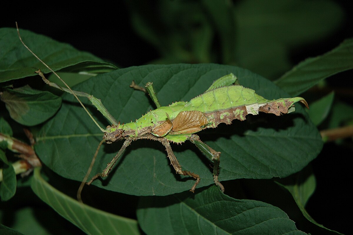 gynandromorphe d'H.