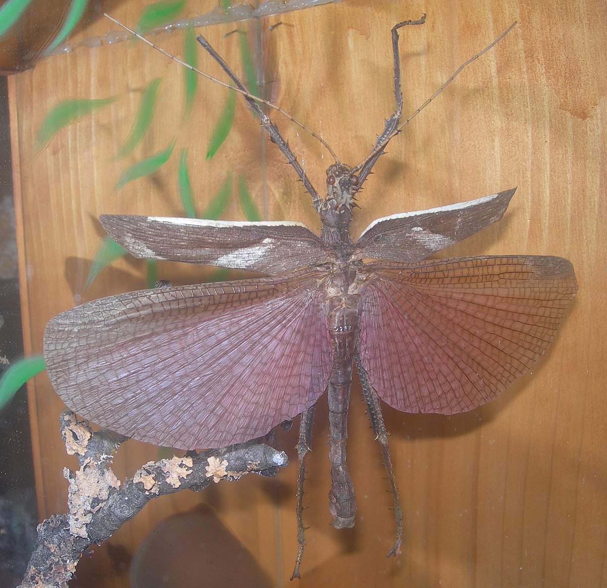 Mâle ailes déployées