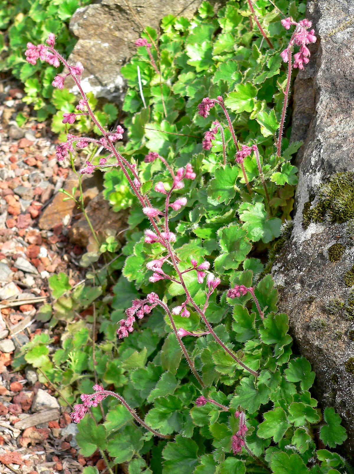 Heuchera