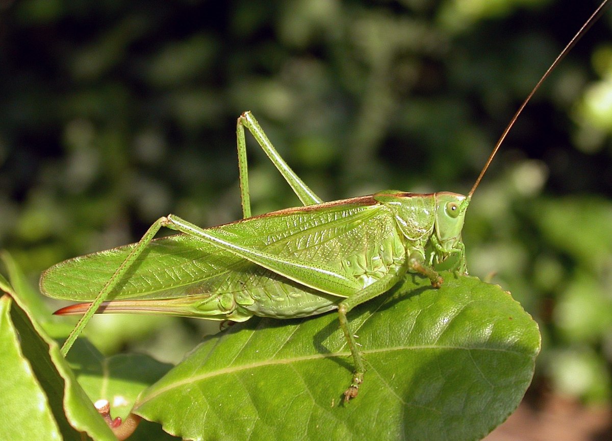 Tettigoniinae