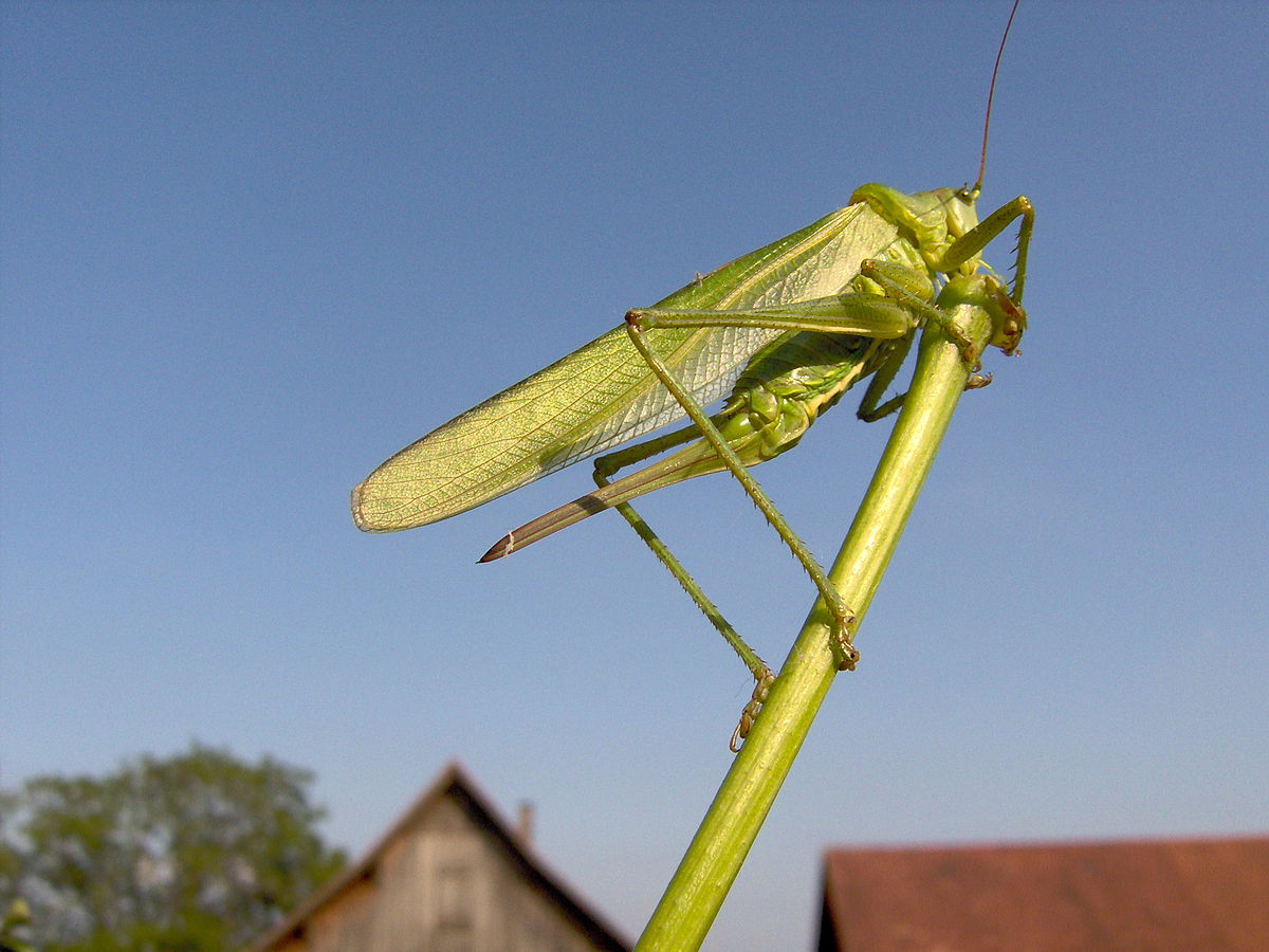 Tettigonia viridissima